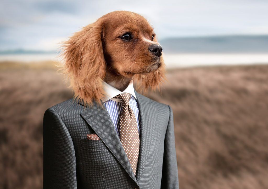Working Dog