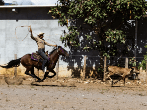 Real Estate Agents: Want Personal Connections with Web Visitors? Stop Treating Them Like Cattle 13 Capture